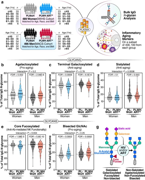 Scientists Identify Pro Aging Sugar Signature In The Blood Of People Living With HIV My Blog