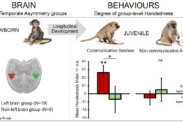 Baby baboon brain anatomy predicts which hand they will use to ...