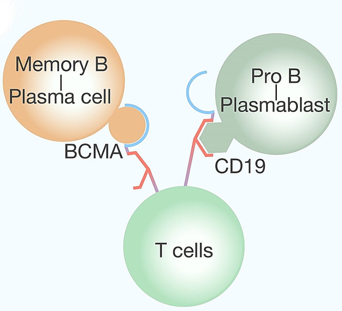 CIDP Study Explores Dual-target CAR-T Cell Therapy For The Treatment Of ...