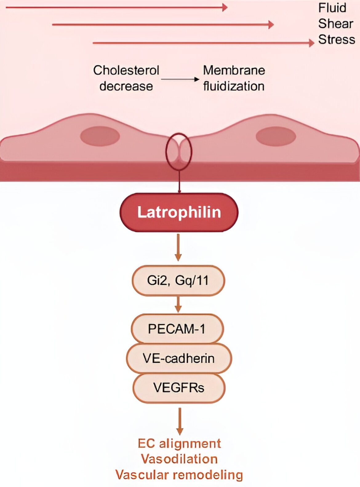 Novel protein detects and responds to changes in blood flow – Investhealth